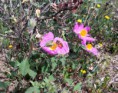 Cisto (Cistus creticus)